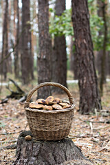 Fototapeta na wymiar Basket with mushrooms in the forest