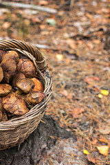 Basket with mushrooms in the forest