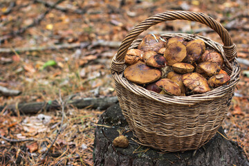 Basket with mushrooms in the forest