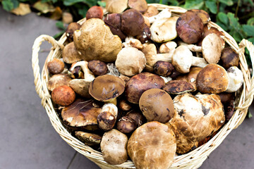 Basket with mushrooms in the forest