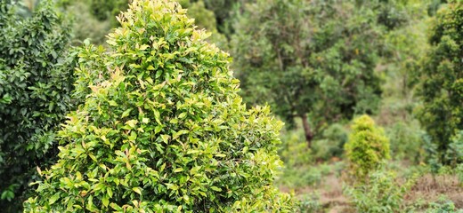 Photo of clove trees on the plantation