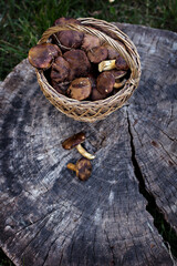 Basket with mushrooms in the forest