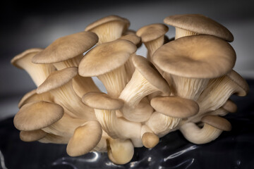 culture of oyster mushrooms