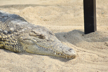 Duży krokodyl w zbliżeniu w wodzie i na piasku.