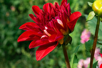 red dahlia flower in the garden