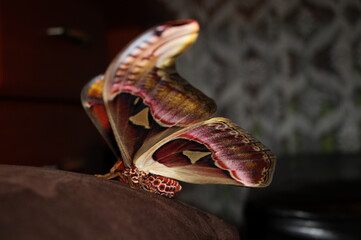 A Atlas © Krzysztof