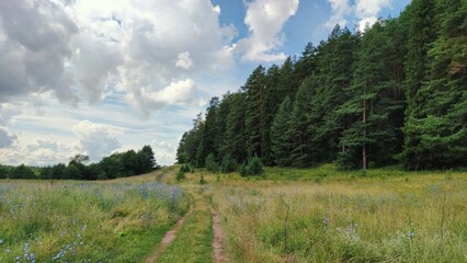 panoramic scene near green forest on blue sky background