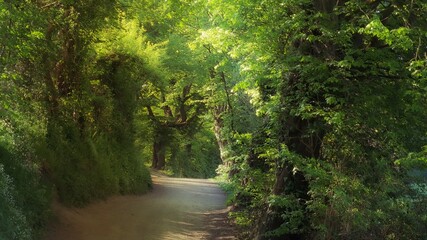Waldweg im Aachener Wald in Deutschland