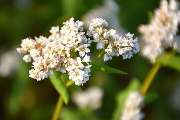 White flowers of buckwheat (Fagopyrum esculentum) in experimental culture.