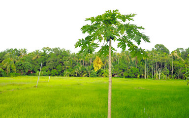 field with Pappaya  tree  landscape in Kerala