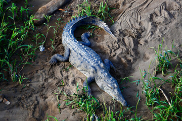 American Crocodile, Costa Rica