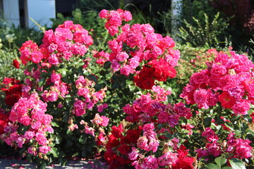 Lush flowering of Bush roses in the morning sun