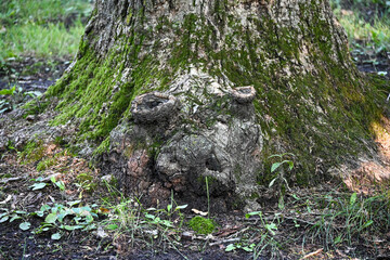 old tree stump with animal figure