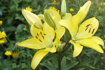 yellow giant asian lily flowers. gardening and flowers growing concept. summer garden. evening sunshine on lilies. Yellow Day Lily cluster