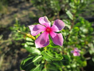 Pink flower with five lobes