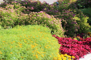 Landscape design of a summer garden. Bright colorful plants