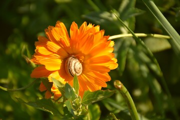 Calendula officinalis flower with snail in the center.