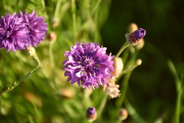 Cornflower pink flower (Centaurea cyanus) in cultivation terrace.