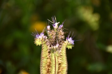 Facelia plant (Phacelia tanacetifolia) with violet flowers.