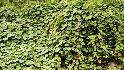 Photo of texture of green leaf