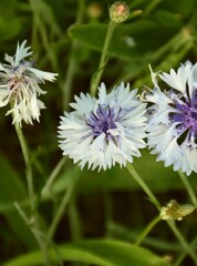 Cornflower white and purple flower (Centaurea cyanus) in cultivation terrace.