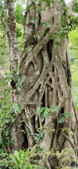 Photo of a banyan tree root