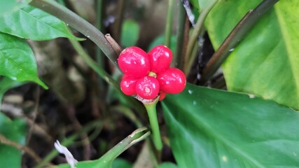Photo of rohdea japonica plant 