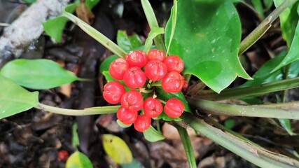 Photo of Rohdea japonica plant 