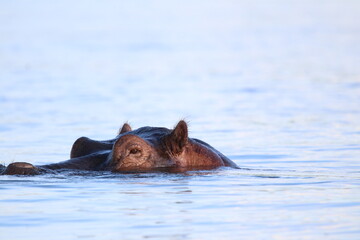 Fototapeta premium African Hippos playing and swimming by the Chobe River in Botswana