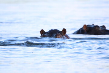 Fototapeta premium African Hippos playing and swimming by the Chobe River in Botswana