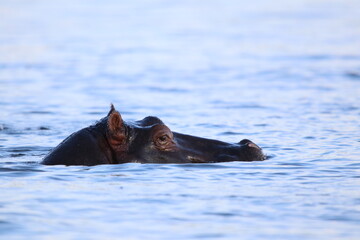 Fototapeta premium African Hippos playing and swimming by the Chobe River in Botswana