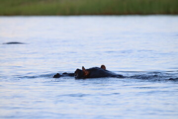 Fototapeta premium African Hippos playing and swimming by the Chobe River in Botswana