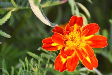 Tagete flower (Tagetes erecta) close up. Red, orange and yellow.