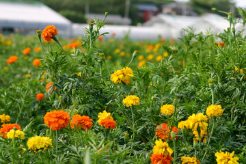 マリーゴールド