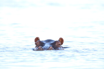 African Hippos playing and swimming by the Chobe River in Botswana