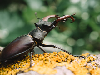 Stag beetle bug at natural habitat