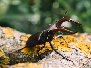 Stag beetle bug at natural habitat