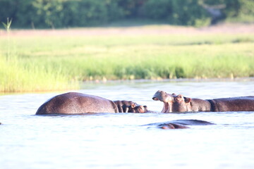 Fototapeta na wymiar Hippos swimming and playing by the Chobe River in Botswana