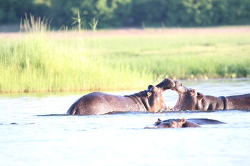 Fototapeta premium Hippos swimming and playing by the Chobe River in Botswana