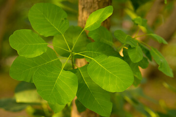 Beautiful texture of natural leaves.