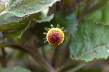 Electric flower of brown and yellow color (Sechuan Button).