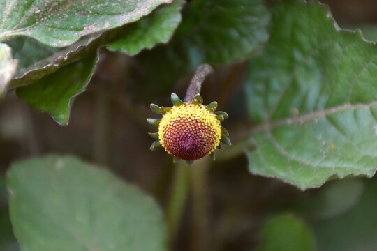 Electric flower (Acmella oleracea) of yellow and brown color in vegetable garden.