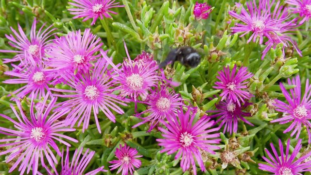 Great carpenter bumblebee Xylocopa collecting pollen and nectar from beautiful purple flowers Delosperma Cooperi Ice Plant