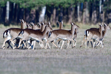 Ein Rudel Damwild in der Oberlausitz	