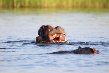 Fototapeta premium Hippos swimming and playing by the Chobe River in Botswana