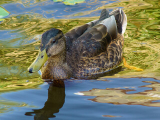 kaczka © Henryk Olszewski