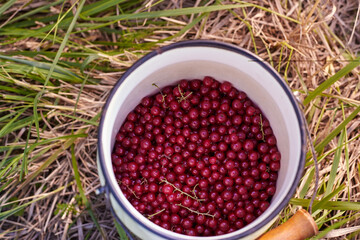 Fruits of ripe red currants in a metal can.