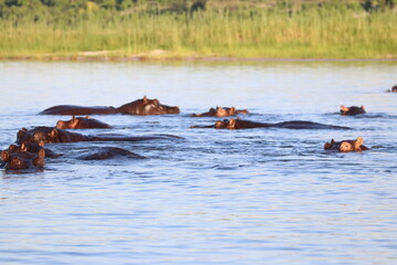 Hippos swimming and playing by the Chobe River in Botswana