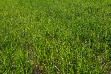 Photo of green young succulent grass in the meadow.