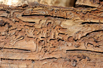 Borkenkäfer Fraß in Rinde von Fichten